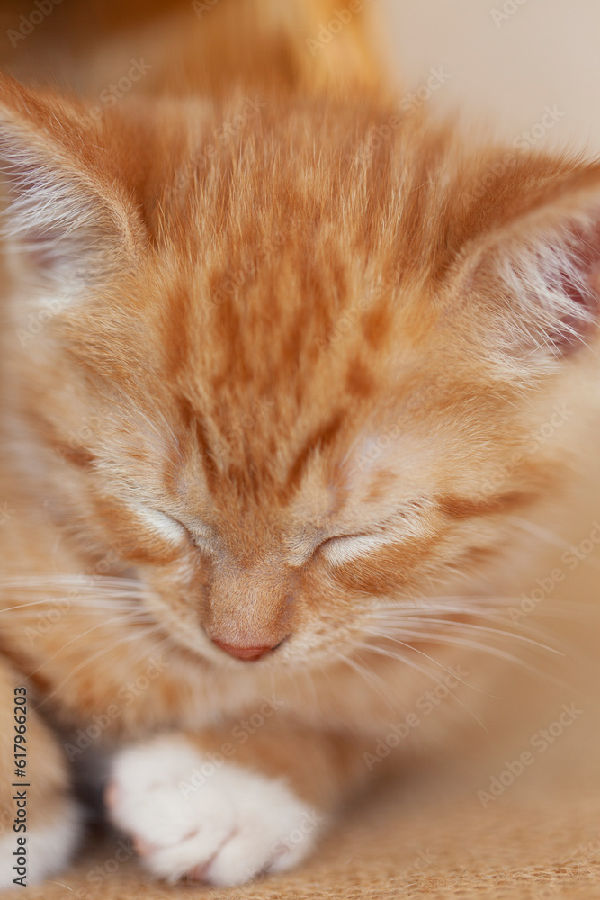 Close up of an Orange tabby kitten with white paws laying inside and sleeping inside a brown wicker basket, brown burlap background.. Close up of an Orange tabby kitten with white paws laying inside and sleeping inside a brown wicker basket, brown burlap background..