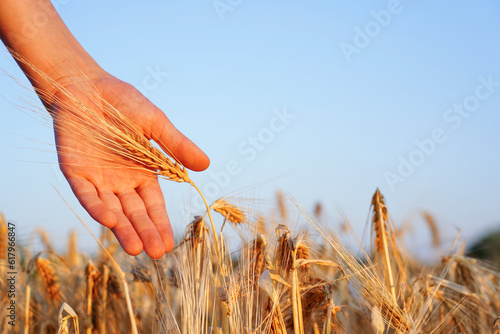 Golden field of rye in sunlight at sunset. Sustainable agriculture. Close-up of child hand with rye ears. Abundance, fertility symbolism. Rustic countryside backdrop. Lush wheat field in summertime