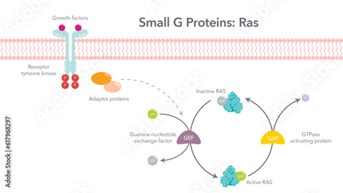 Small G Proteins Ras scientific vector diagram