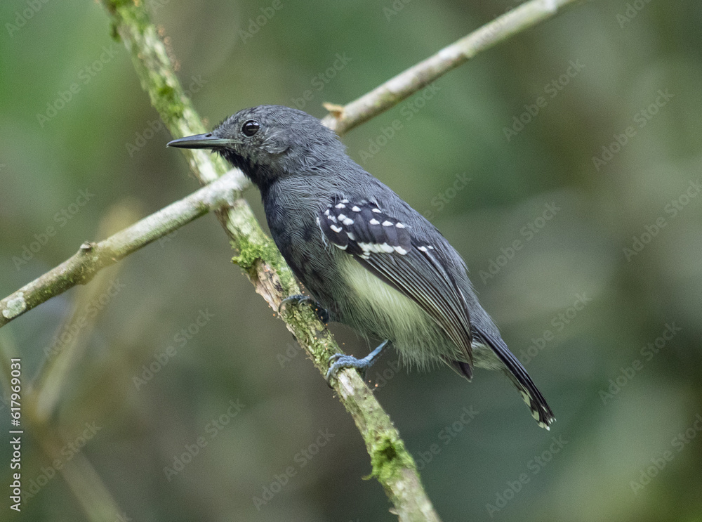 Obraz premium grey bird perched