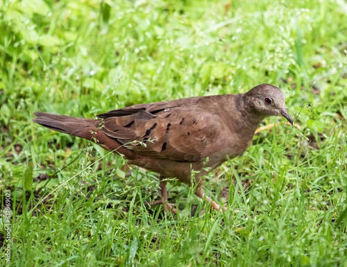 small dove in the grass
