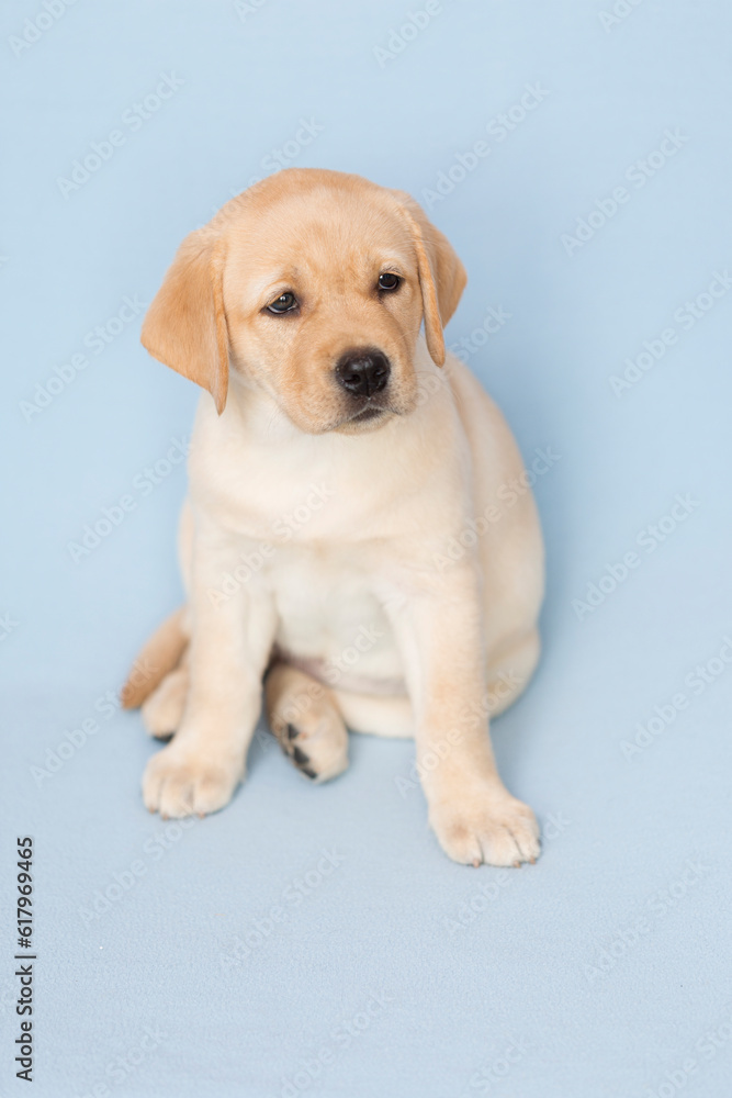 Yellow Labrador Puppy Sitting Alone on a Light Blue Background. Yellow Labrador Puppy Sitting Alone on a Light Blue Background.