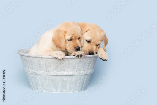 Two Yellow Labrador Retriever Puppies sitting together inside a Metal Bath Tub on blue background.