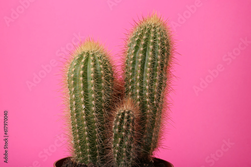Beautiful green cactus on pink background. Tropical plant
