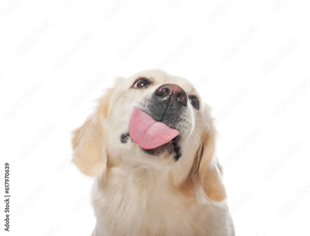 Ταπετσαρία Cute Labrador Retriever showing tongue on white background