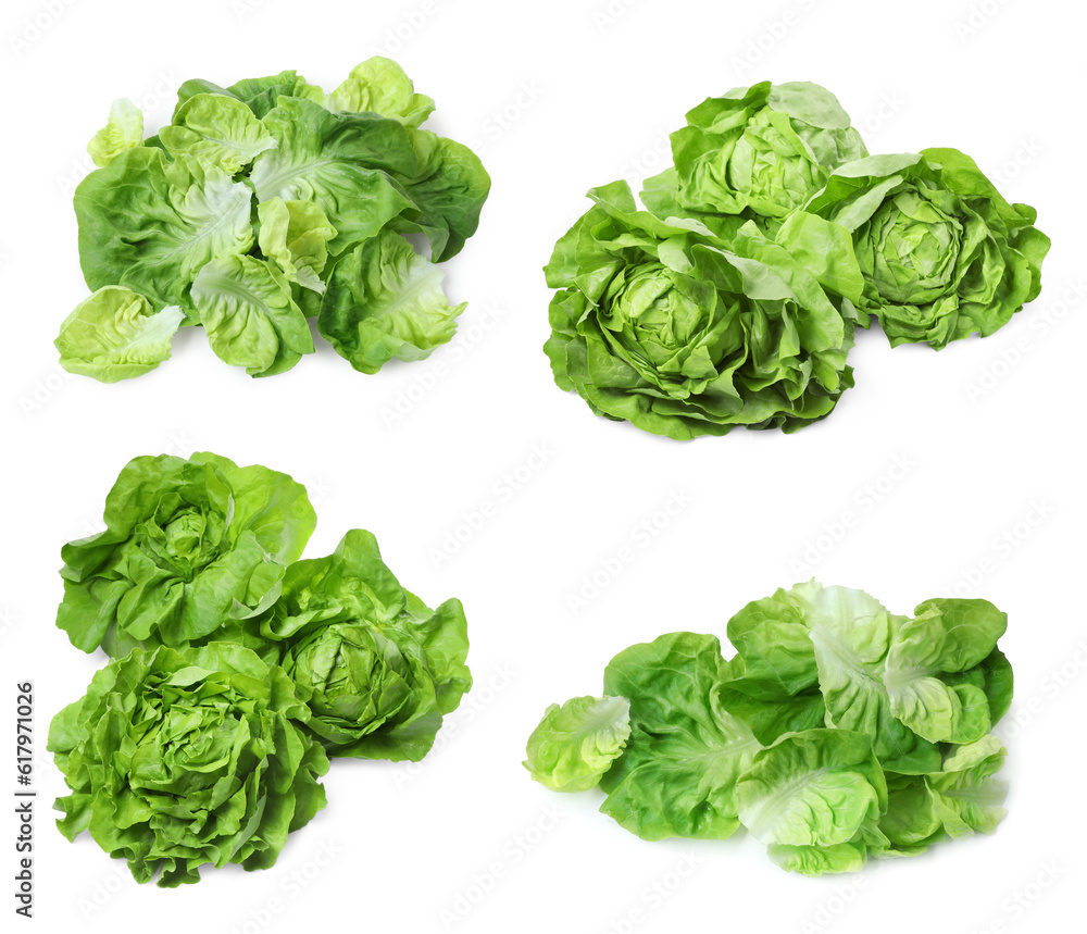 Set of fresh butterhead lettuce on white background, different views Set of fresh butterhead lettuce on white background, different views