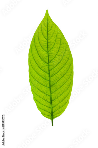 Mitragyna Speciosa Korth green leaf isolated on white
