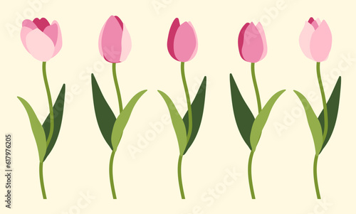Tulips on white background.Eps 10 vector.