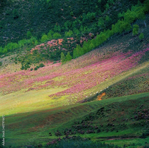 Wild flowers on meadow surrounded by forest