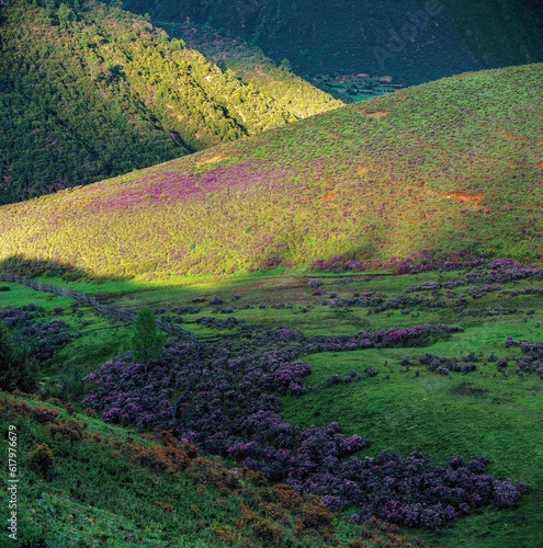 Colorful wild flowers on meadow in the mountains 