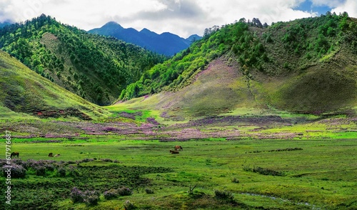 Horses and wild flowers on meadow on a mountain