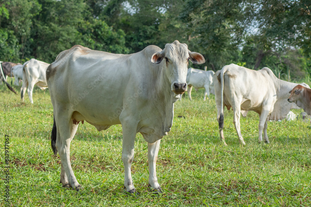 Strong white Nellore cow in the foreground grazing Strong white Nellore cow in the foreground grazing