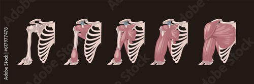 a medical illustration showing the muscles of a person's thorax and shoulders
