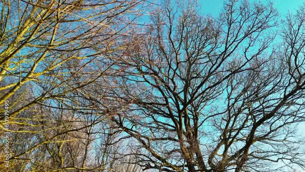 trees and sky trees and sky