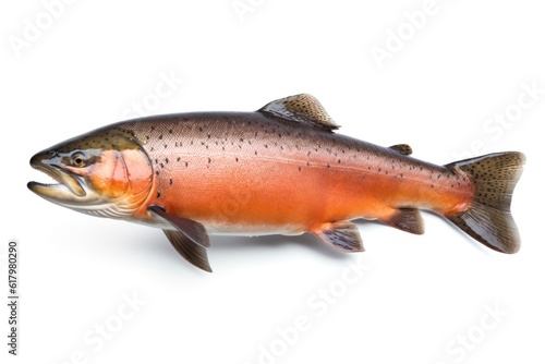 Detailed illustration of a Pacific Salmon fish isolated on a white background,