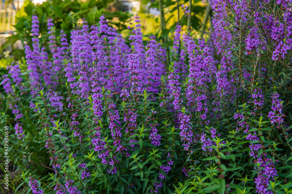 Obraz premium 奇麗な紫色のミソハギ(Lythrum anceps)のグループ