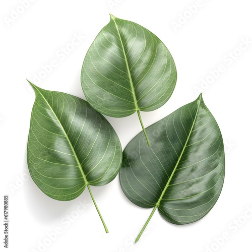 Set of green leaves, multiple styles of beautiful leaves, leaf compositions, natural foliage collection of leaves from trees. photo