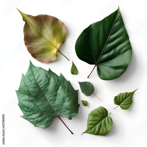 Set of green leaves, multiple styles of beautiful leaves, leaf compositions, natural foliage collection of leaves from trees. photo