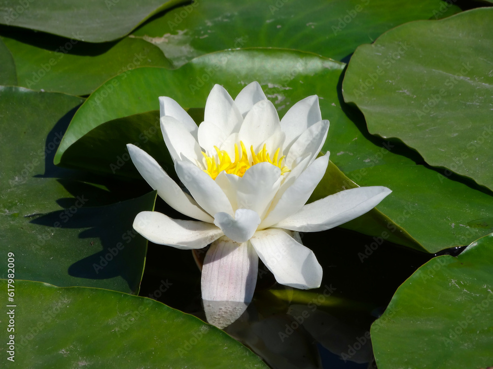 Nymphaeaceae is a family of flowering plants, commonly called wa Nymphaeaceae is a family of flowering plants, commonly called wa
