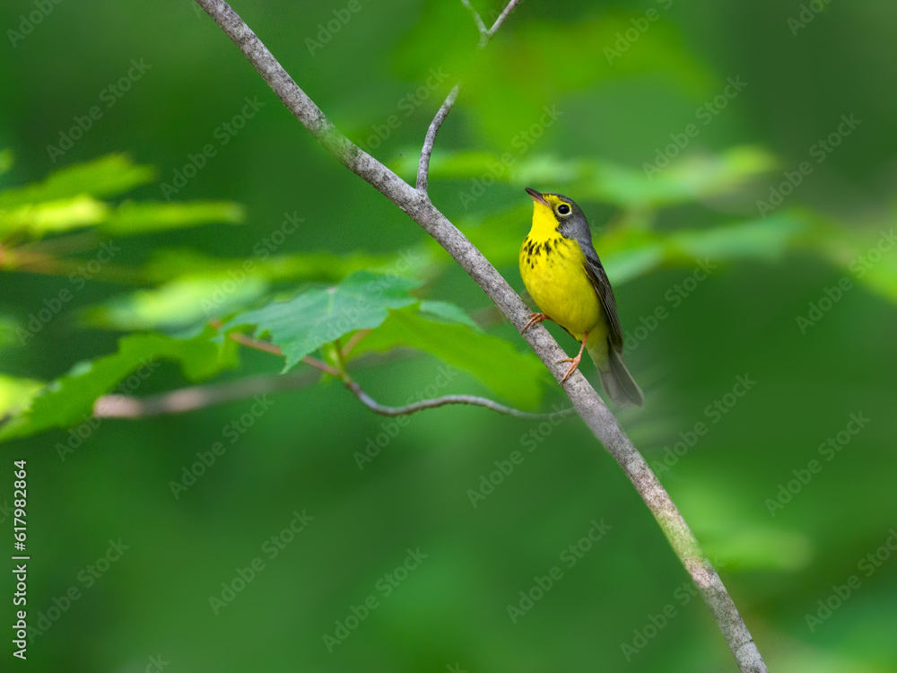 Canada Warbler perched on tree branch against green background Canada Warbler perched on tree branch against green background