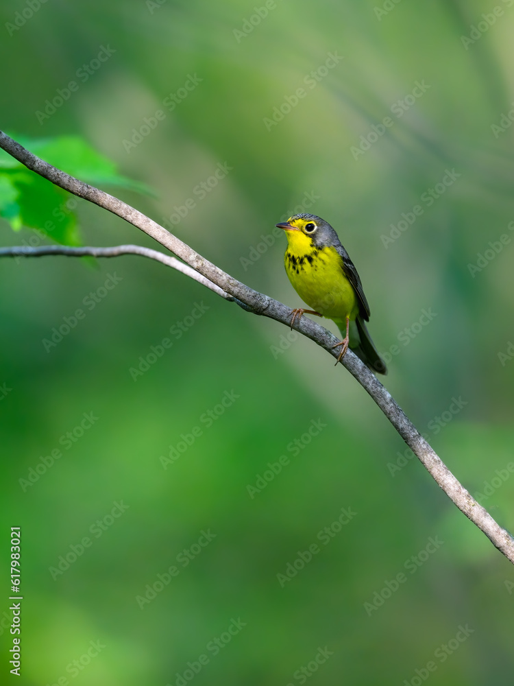 Canada Warbler perched on tree branch against green background Canada Warbler perched on tree branch against green background