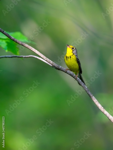 Canada Warbler perched on tree branch against green background