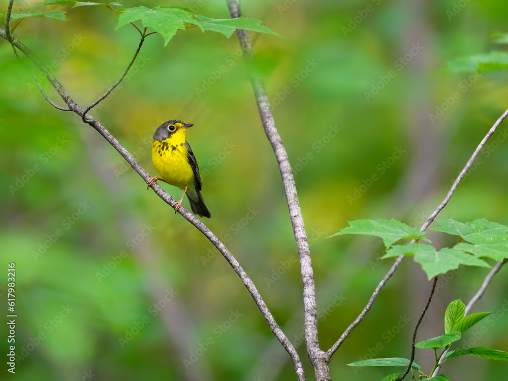 Canada Warbler perched on tree branch against green background Canada Warbler perched on tree branch against green background