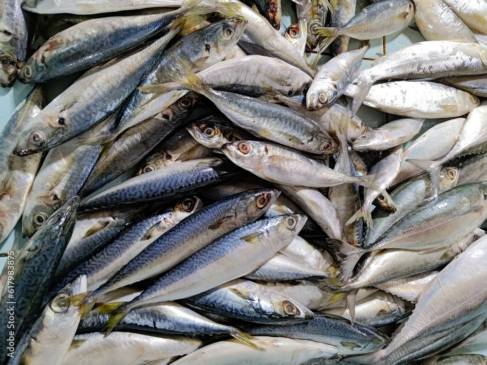 Obraz premium selling Mackerel scad in traditional market. Mackerel scad pile. fresh marine fish