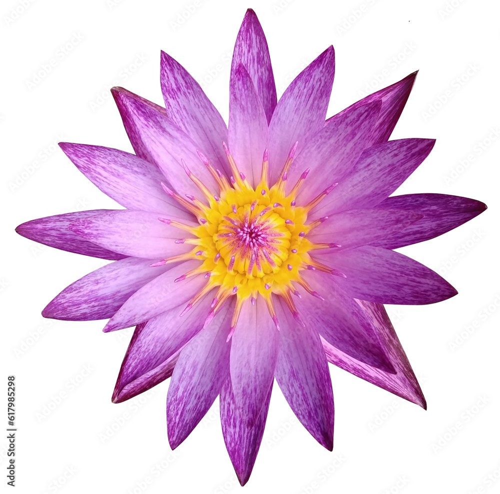 Beautiful Blooming Purple Yellow Lotus Flower Plant