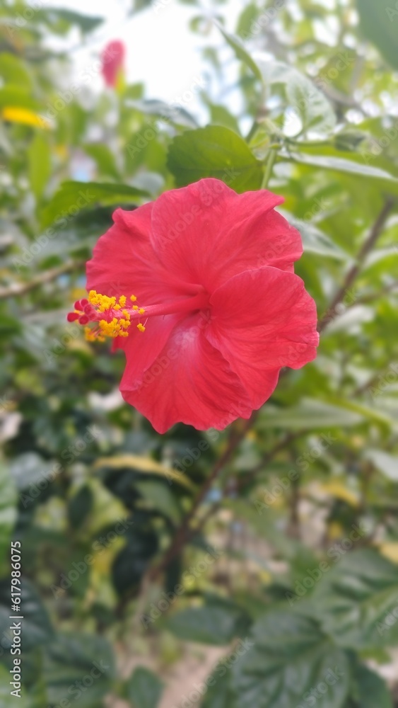 Bali Island, 28 June 2023 : Beautiful Red hibiscus flower blooming in the garden, Indonesia.