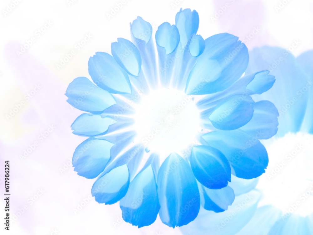 Obraz premium Blue flower background