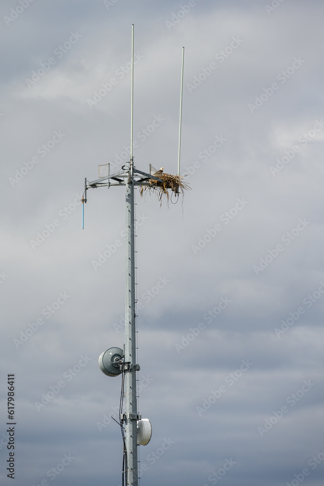 Bald eagle on a nest built on a mobile communications tower platform with omni antennas, Homer, AK
Bald eagle on a nest built on a mobile communications tower platform with omni antennas, Homer, AK