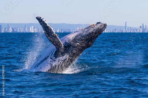 Breaching Humpback whales at the start of their 2023 migration