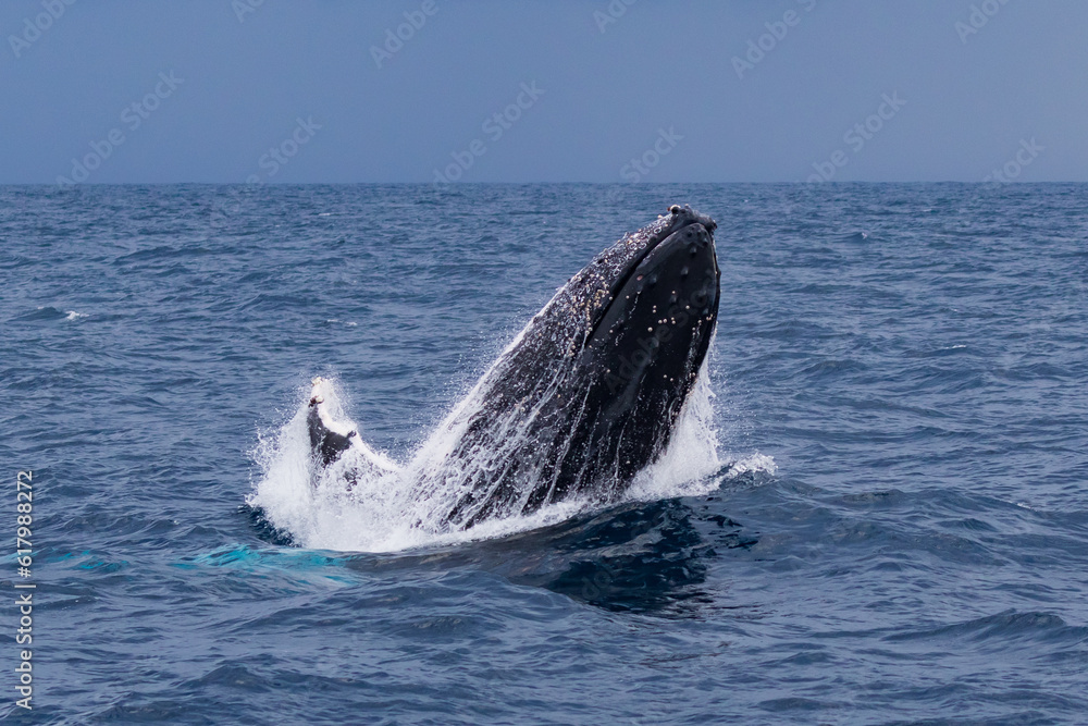 Naklejka premium Breaching Humpback whales at the start of their 2023 migration
