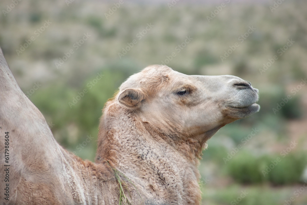 a contented camel on a blurry background, close-up, selective focus