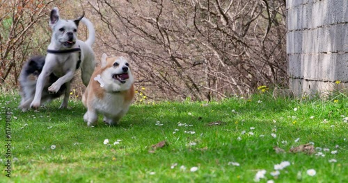 Flock of well-groomed dogs joyfully run through forest clearing with their tongues out, catching up, enjoying freedom. Group training in park, agility handling Pet on walk without leash, speed, racing