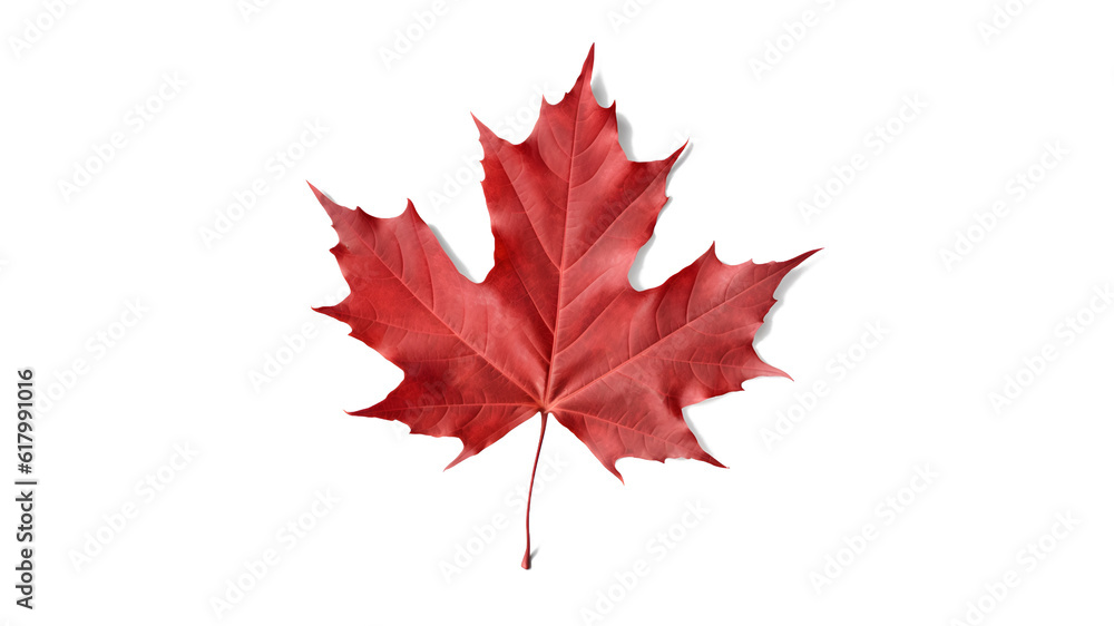 Fototapeta premium red sugar maple leaf leaves plant nature foliage stalk green tree transparent background cutout