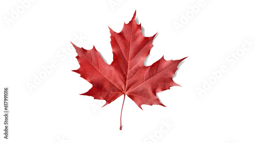 red sugar maple leaf leaves plant nature foliage stalk green tree transparent background cutout
