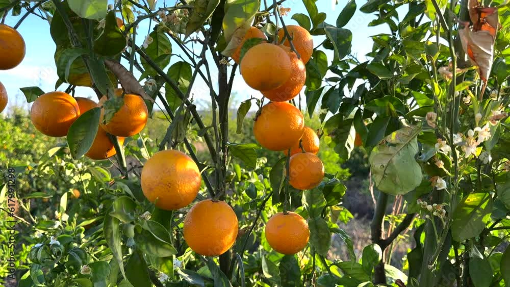 Orange Groves on mandarin tree in harvest. Orange fruit in hand of farmer's. Orange citrus fruits garden. Mandarin trees plantation. Harvesting season in Spain Grove. Citrus Tangerine plant.
Orange Groves on mandarin tree in harvest. Orange fruit in hand of farmer's. Orange citrus fruits garden. Mandarin trees plantation. Harvesting season in Spain Grove. Citrus Tangerine plant.
