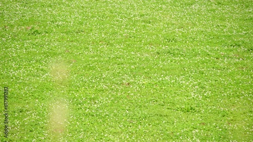 草原（前ボケ）