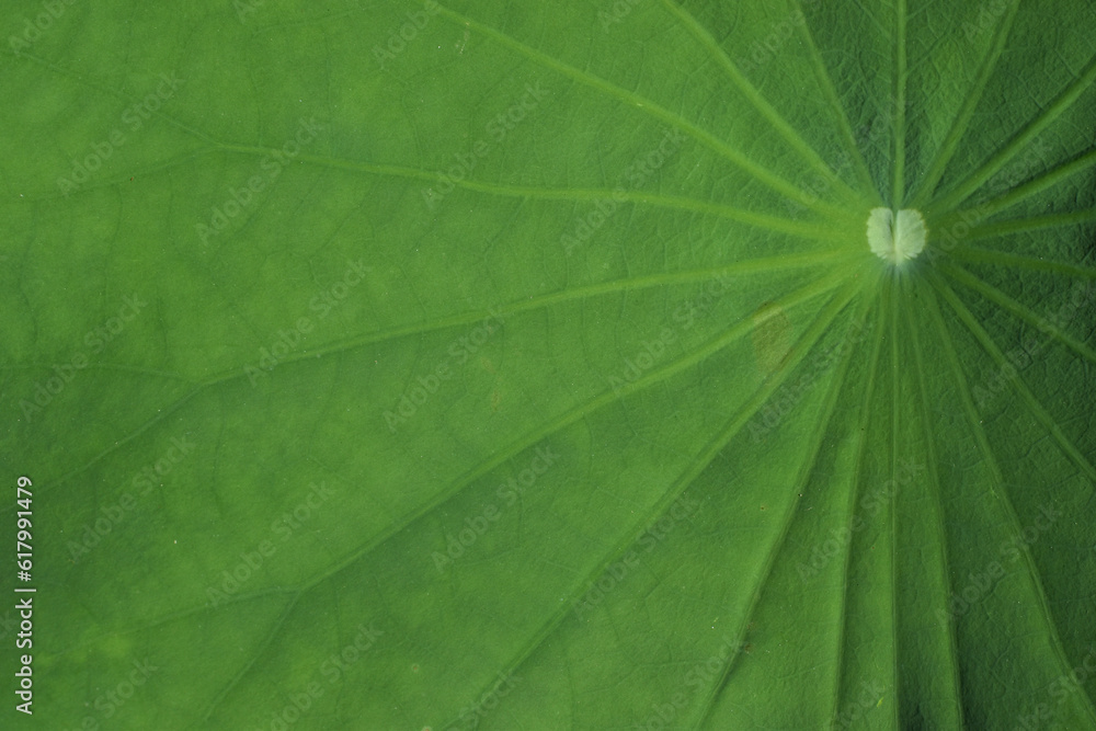 lotus leaf texture for background lotus leaf texture for background