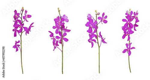 Set of cut out purple mokara orchids stem isolated on the white background