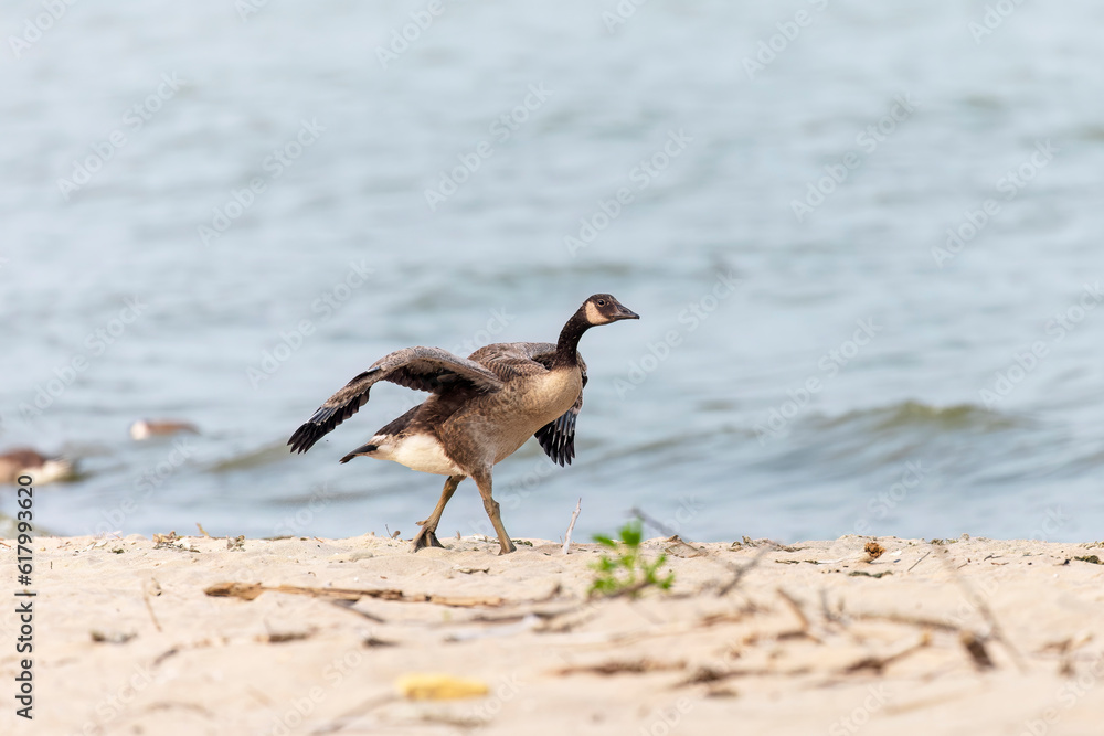 The young Canadian geese, which cannot yet fly, run on the beach of the lake Michigan with outstretched, flapping wings The young Canadian geese, which cannot yet fly, run on the beach of the lake Michigan with outstretched, flapping wings