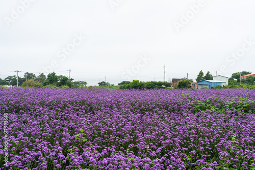 Wallpaper Mural 함평 안악 해변에 핀 보라색 버들마편초 꽃 Torontodigital.ca