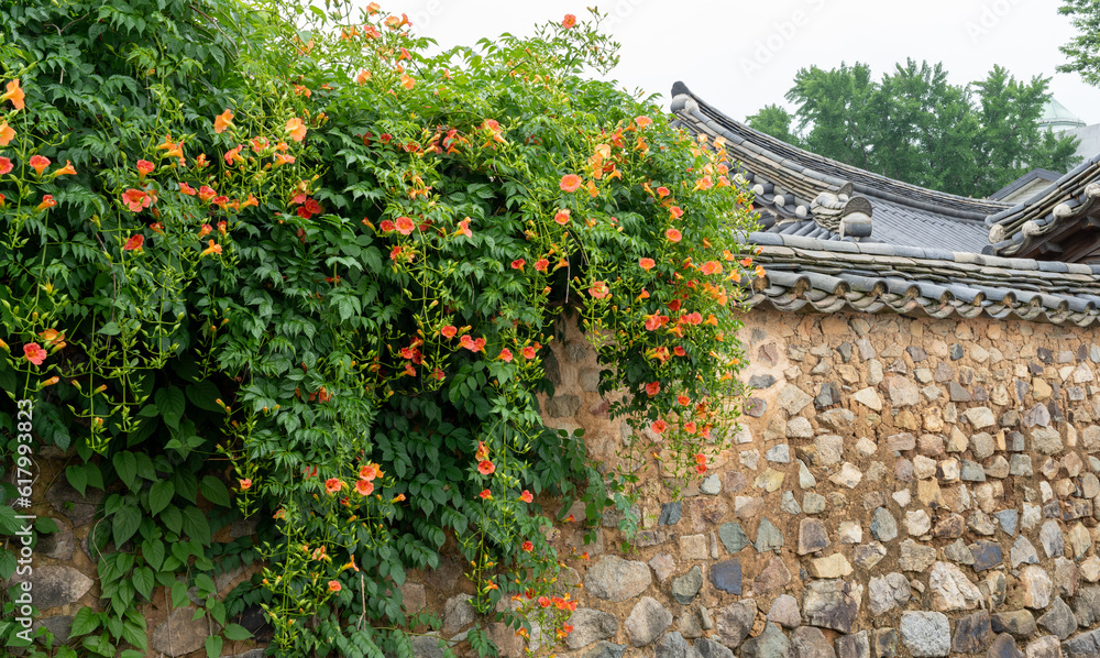 Fototapeta premium 나주 전통 한옥 남파고택의 담장에 핀 능소화