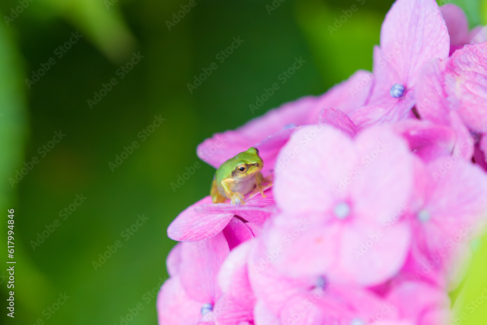 Fototapeta premium アジサイとカエル
