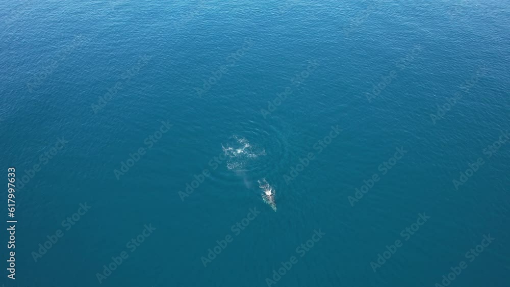 Dolphins And Whale Watching - Aerial View Of Humpback Whale In The Blue Sea. - wide Dolphins And Whale Watching - Aerial View Of Humpback Whale In The Blue Sea. - wide