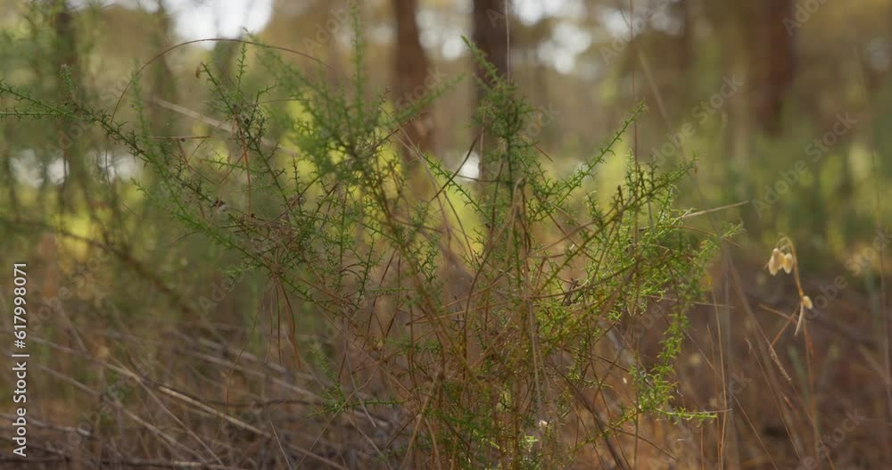 A beautiful cinematic view of green bushes with pinewood trees in the background of a forest on a sunny morning A beautiful cinematic view of green bushes with pinewood trees in the background of a forest on a sunny morning