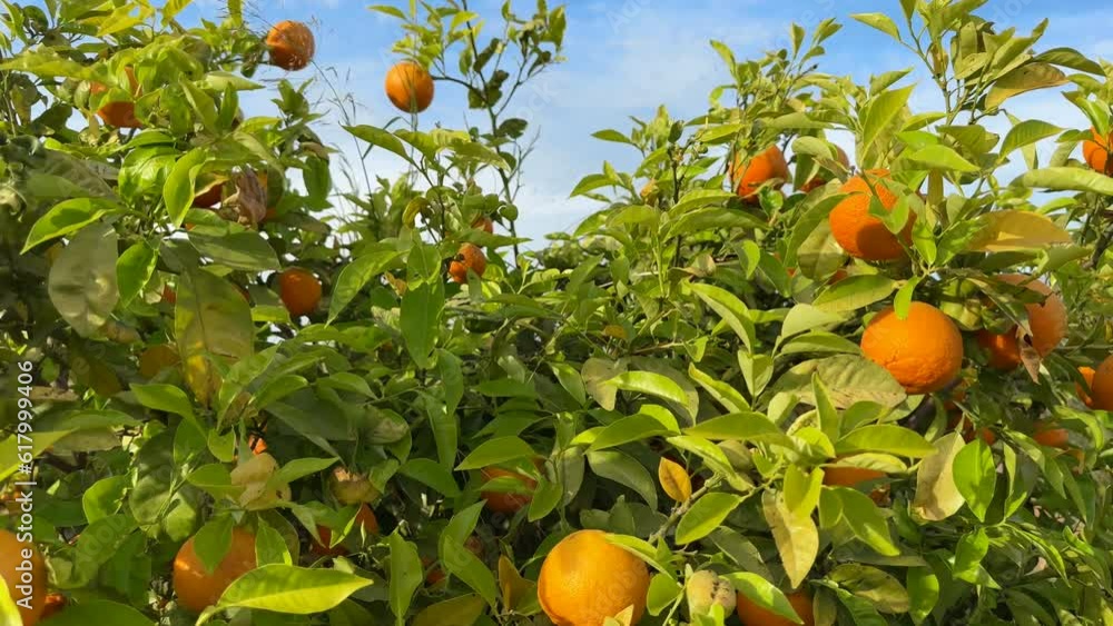 Orange mandarin tree. Orange fruit farm field. Vibrant orange citrus fruits in garden. Mandarin trees at farm plantation cultivated in Mediterranean. Harvest season in Spain. Citrus Tangerine plant. Orange mandarin tree. Orange fruit farm field. Vibrant orange citrus fruits in garden. Mandarin trees at farm plantation cultivated in Mediterranean. Harvest season in Spain. Citrus Tangerine plant.