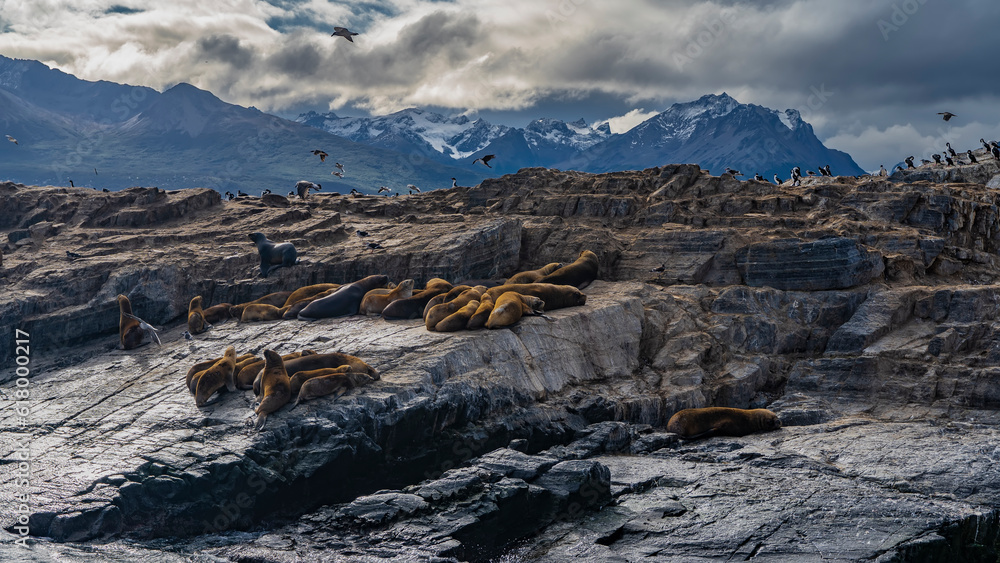 A colony of sea lions is resting on a rocky islet. Cormorants fly. A picturesque mountain range against the sky and clouds. Argentina. Tierra del Fuego Archipelago. Isla de los Lobos.